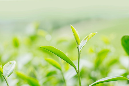 Leaves tea of growing with blurry background.の写真素材
