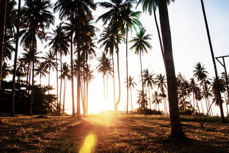 Morning sun in the coconut garden at the sea.の写真素材