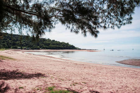 Pine trees on the beach with blue sky.の写真素材