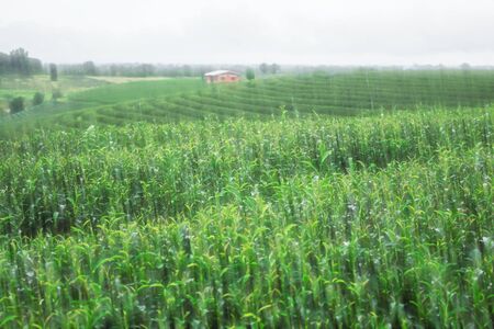 Tea plantation on the hill with blurred images.の写真素材