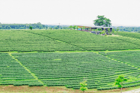 Tea plantations and retreat on the hill.の写真素材