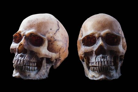 The old of skull with a black background.の写真素材