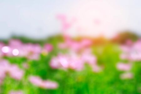 Pink cosmos in garden with blurred image.の写真素材