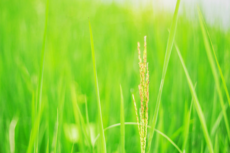 Rice with a green on the field.