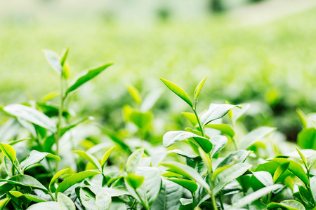 Green tea with freshness of plantation.の写真素材