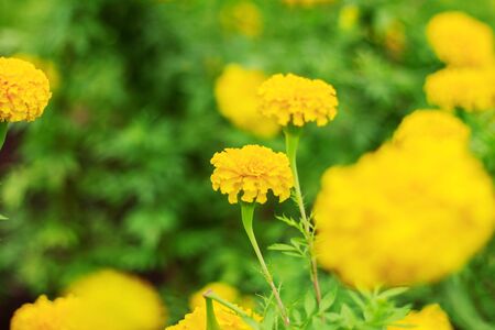 Marigold flowers blooming on the plantation.の写真素材