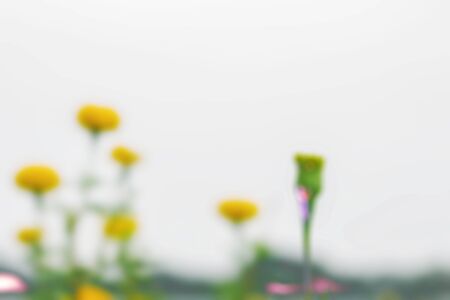 marigolds and sky with blurred images.の写真素材