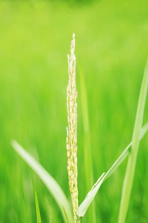 Rice growing on the field with green nature.の写真素材