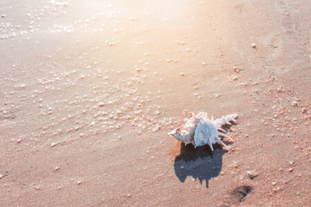 Sea shells on the beach at sunrise.の写真素材