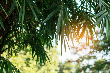 Bamboo leaves in garden with the sun shines.の写真素材