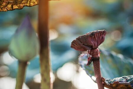 Bouquet of dried lotus seeds in a pond with sunlight.の写真素材
