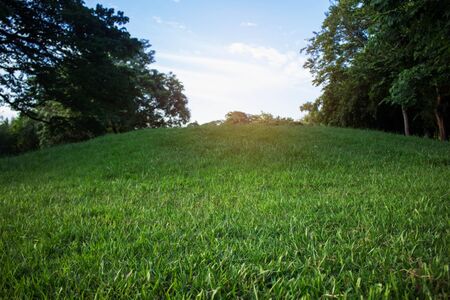 Hillside lawn in the garden with evening sun.の写真素材