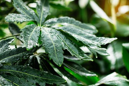 Wet leaves with nature in the rainy season.の写真素材