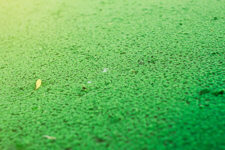 Green water plants with natural background.の写真素材