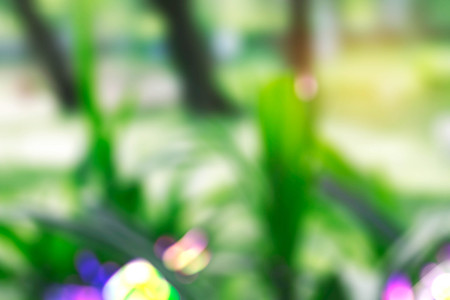 green nature of tree with the background blurred.の写真素材
