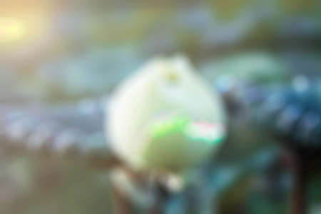 white lotus in pond with the blurred image.の写真素材