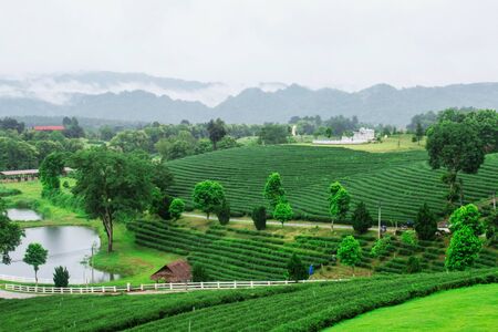 Nature and beauty on the tea farm.の写真素材