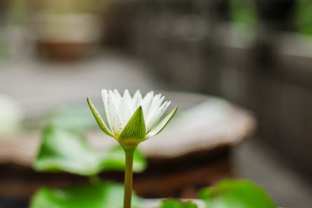 White Lotus with nature in the garden.の写真素材