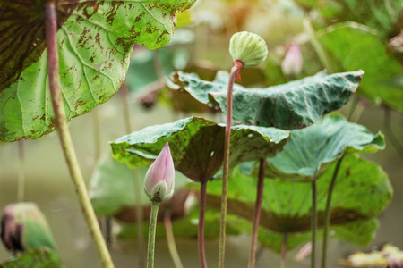 Lotus and leaves with nature in pond.の写真素材