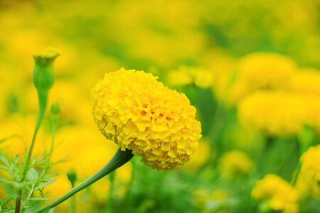 Marigold flowers with beautiful colors in the garden.の写真素材