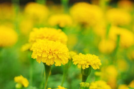 Marigold with beautiful in the garden.の写真素材