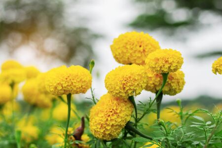 Marigold flowers in garden with the sun shining.の写真素材