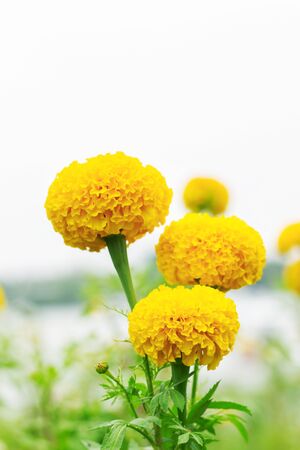 Marigold flowers in the garden with white background.の写真素材