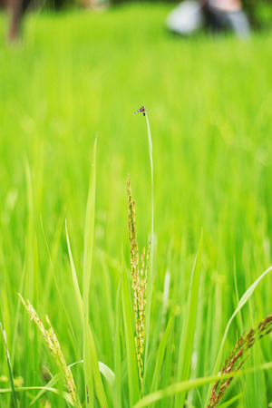 Rice with the freshness of green nature in field.の写真素材