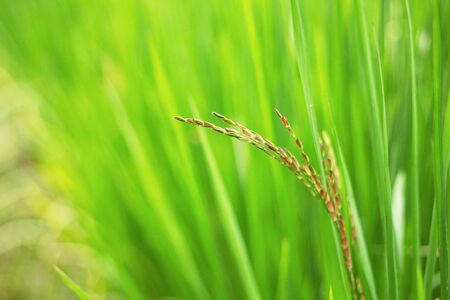 Rice with the freshness of green nature.の写真素材