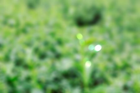 Green tea leaves with blurred images.の写真素材