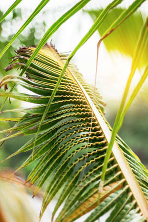 Coconut leaf with natural texture in the garden.の写真素材
