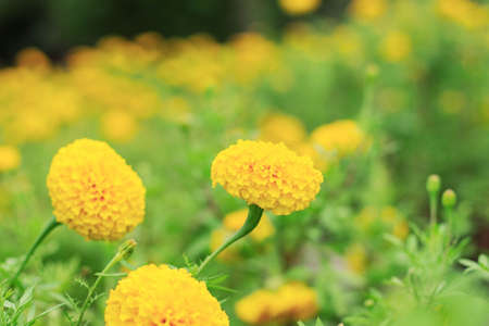 Yellow marigold flowers with the beauty of nature in garden.の写真素材
