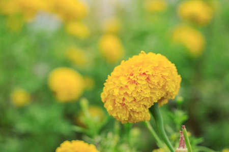 marigold flowers with the beauty of nature.の写真素材