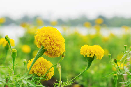 Marigold with beautiful in the garden.の写真素材