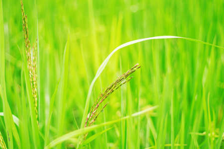 Rice growing in the field with green nature.の写真素材