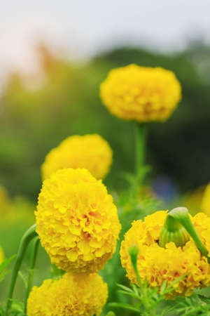 Yellow marigold in garden and the sunlight.の写真素材