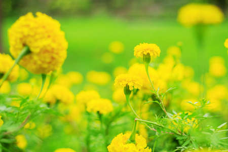 Yellow marigold flowers with refreshing in the garden.の写真素材