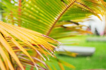 Yellow dried coconut leaves and grass in the garden.の写真素材
