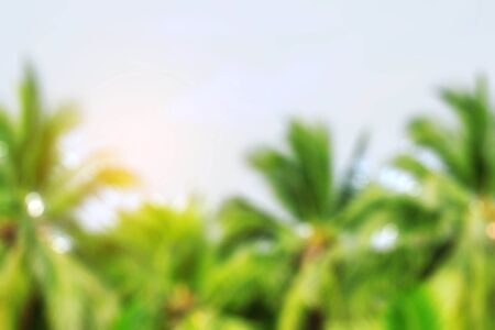 Coconut tree and sky with blurred images.の写真素材