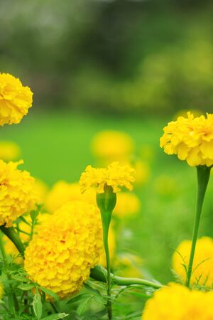 colors of marigolds flowers in garden with the freshness.の写真素材