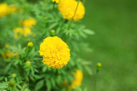 The colors of marigolds in garden with green grass.の写真素材