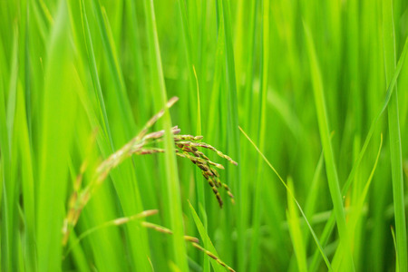 Growing of rice on green leaves at nature.の写真素材