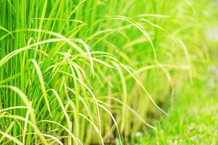 leaves of rice in the rainy season at sunlight.の写真素材