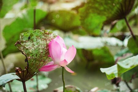 Pink lotus of blossom in natural pond.の写真素材
