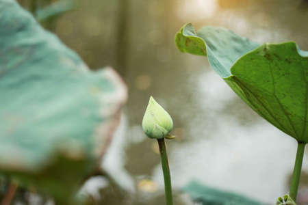 Lotus buds and leaves in a natural pond.の写真素材