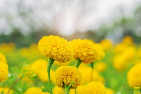Marigold flowers with the beauty of nature.の写真素材