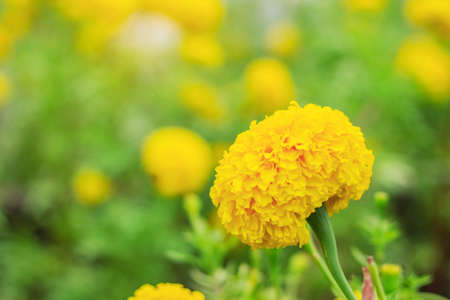 Marigold flowers with beautiful on background blur.の写真素材