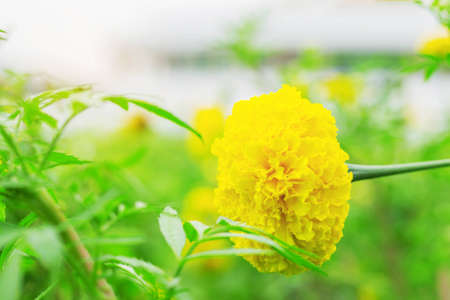 Marigold with beautiful on the background blurred.の写真素材