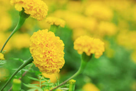 Marigold flowers with beautiful colors of yellow.の写真素材