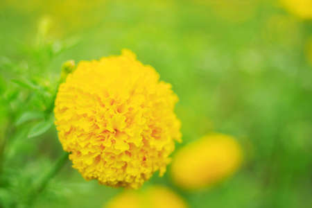 beauty of marigold in garden with green background.の写真素材